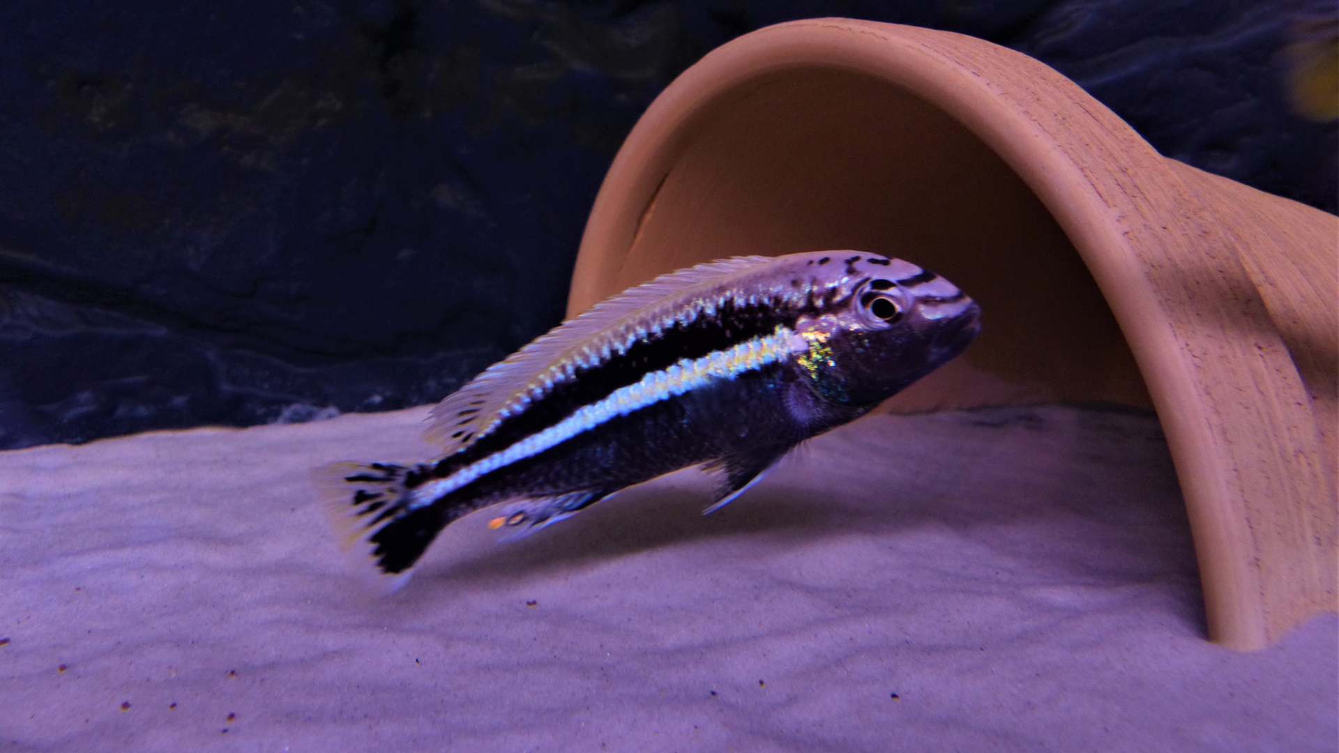Melanochromis Auratus Chipoka