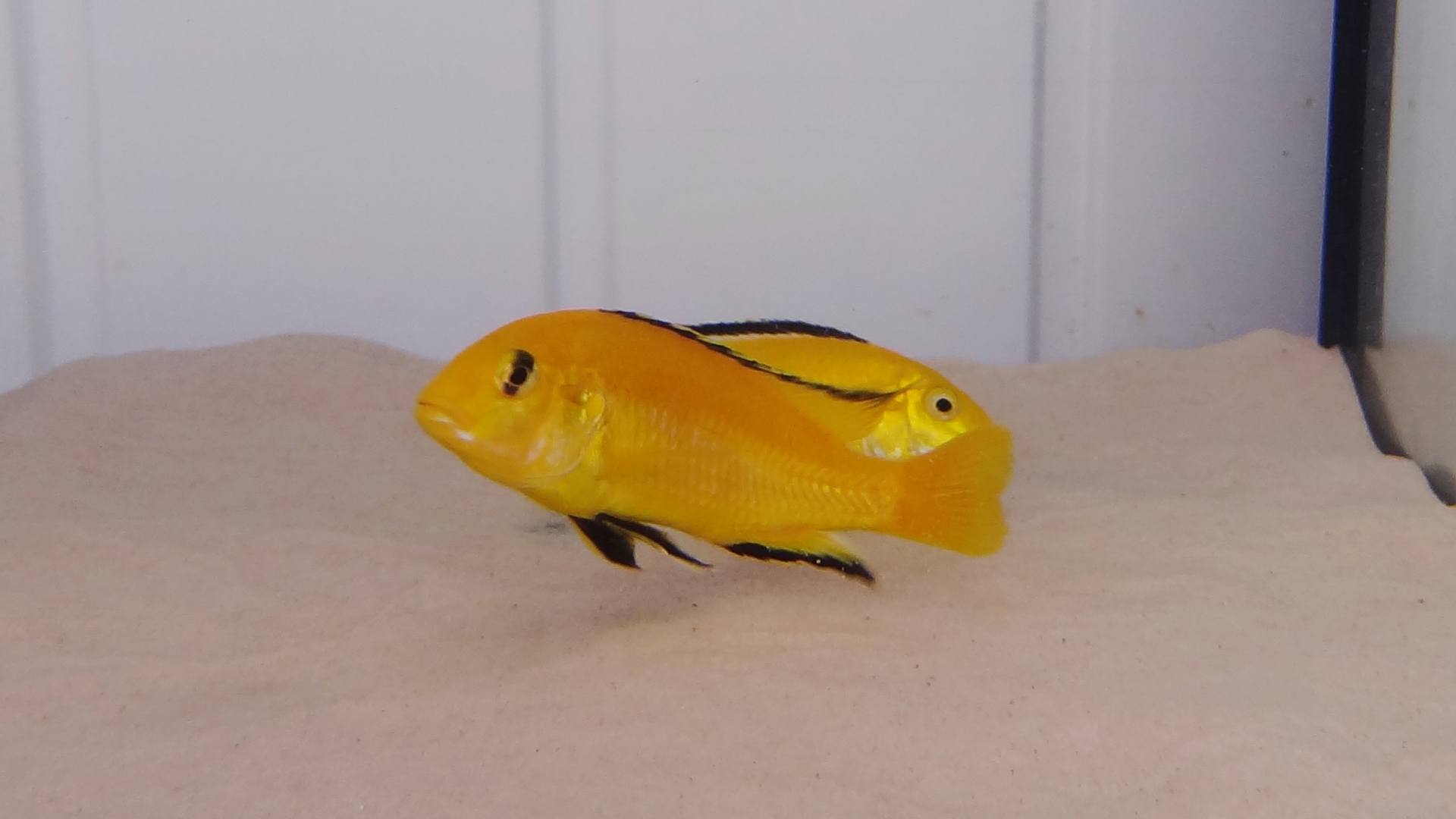 Labidochromis Caeruleus Kakusa