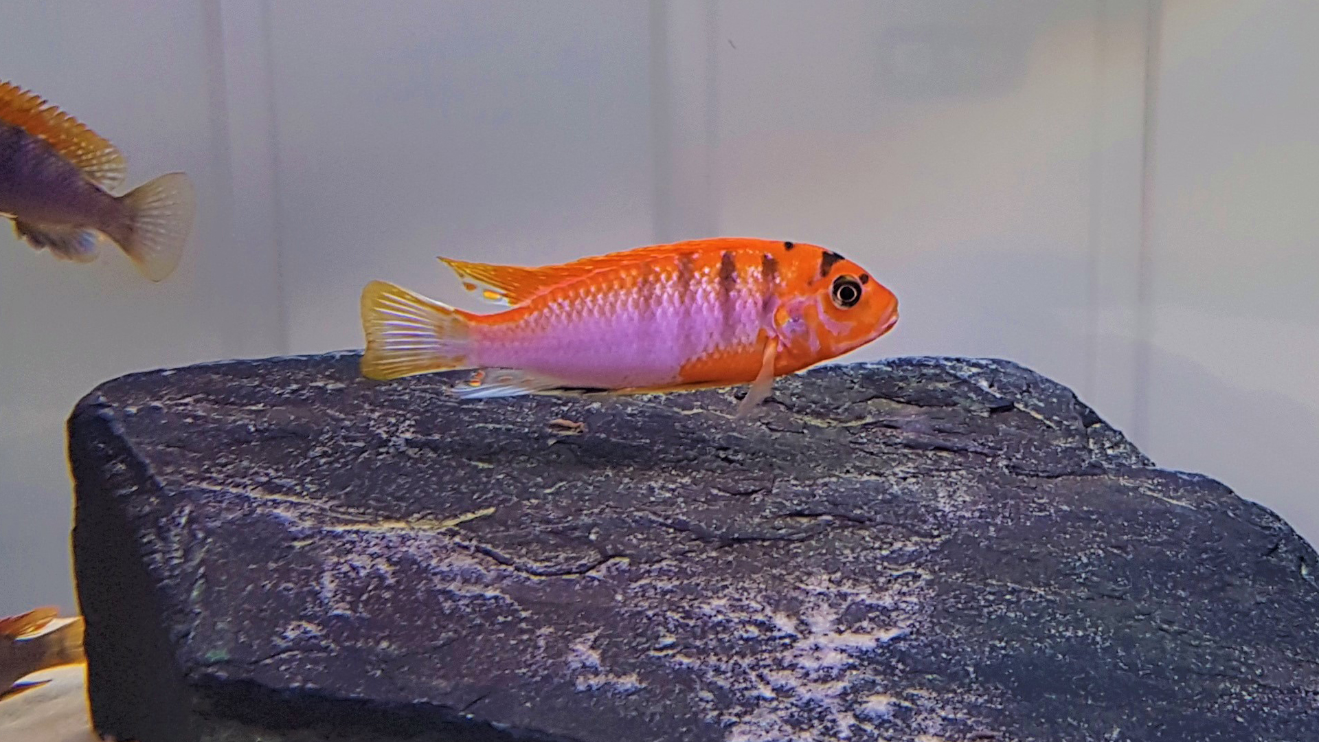 Labidochromis Hongi Super Red